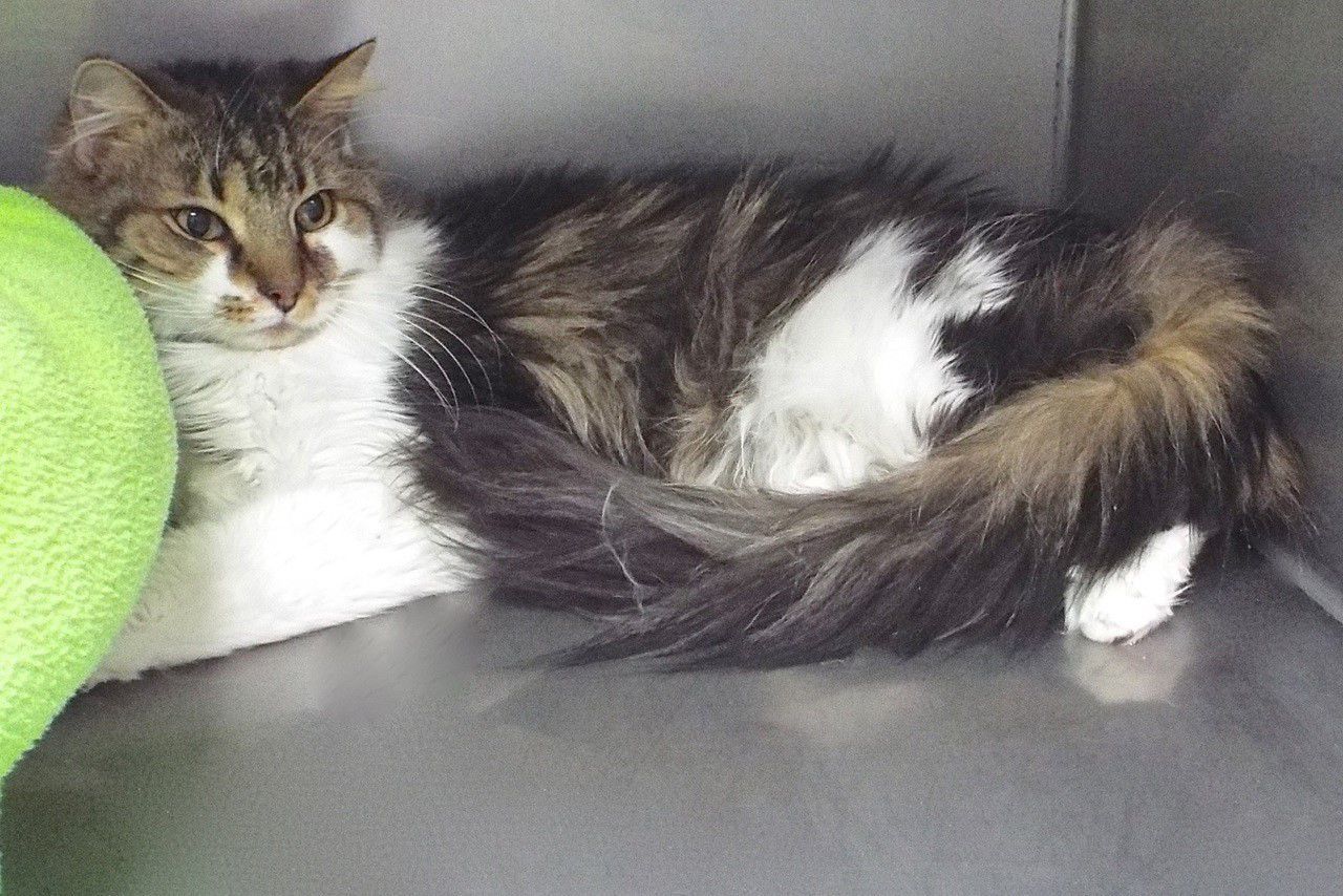 Adopt a friend: Kucing